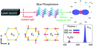 Graphical abstract: Vibrational properties and Raman spectra of pristine and fluorinated blue phosphorene