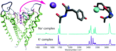 Graphical abstract: Ion–peptide interactions between alkali metal ions and a termini-protected dipeptide: modeling a portion of the selectivity filter in K+ channels
