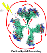 Graphical abstract: Energy transfer and spatial scrambling of an exciton in a conjugated dendrimer