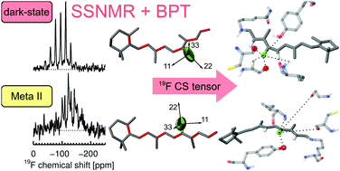 Graphical abstract: Insight into the chromophore of rhodopsin and its Meta-II photointermediate by 19F solid-state NMR and chemical shift tensor calculations