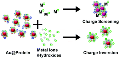 Graphical abstract: The role of pH, metal ions and their hydroxides in charge reversal of protein-coated nanoparticles