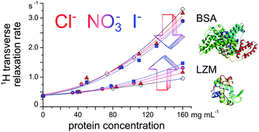 Graphical abstract: Ion-specificity and surface water dynamics in protein solutions