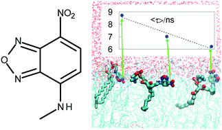 Graphical abstract: Orientation of nitro-group governs the fluorescence lifetime of nitrobenzoxadiazole (NBD)-labeled lipids in lipid bilayers