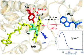 Graphical abstract: Ultrafast photoinduced flavin dynamics in the unusual active site of the tRNA methyltransferase TrmFO