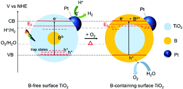 Graphical abstract: Effect of trap states on photocatalytic properties of boron-doped anatase TiO2 microspheres studied by time-resolved infrared spectroscopy