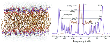 Graphical abstract: Flexible lipid nanomaterials studied by NMR spectroscopy