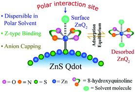 Graphical abstract: The nature of binding of quinolate complex on the surface of ZnS quantum dots