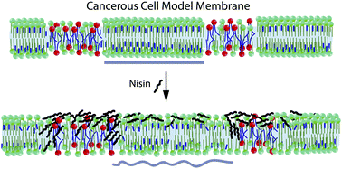 Graphical abstract: Attenuation of neuroblastoma cell growth by nisin is mediated by modulation of phase behavior and enhanced cell membrane fluidity