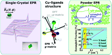 Graphical abstract: Magnetic-field-tuned phase transition of a molecular material from the isolated-spin to the coupled-spin regime