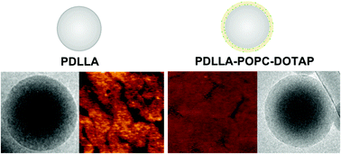 Graphical abstract: Relevance of charges and polymer mechanical stiffness in the mechanism and kinetics of formation of liponanoparticles probed by the supported bilayer model approach