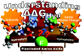 Graphical abstract: Unexpected trends in the hydrophobicity of fluorinated amino acids reflect competing changes in polarity and conformation