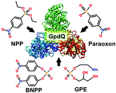 Graphical abstract: Investigating coordination flexibility of glycerophosphodiesterase (GpdQ) through interactions with mono-, di-, and triphosphoester (NPP, BNPP, GPE, and paraoxon) substrates