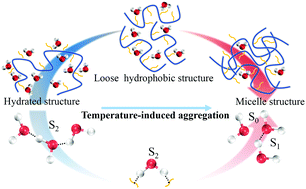 Graphical abstract: Understanding the role of water in the aggregation of poly(N,N-dimethylaminoethyl methacrylate) in aqueous solution using temperature-dependent near-infrared spectroscopy