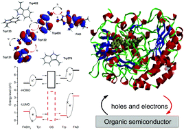 Graphical abstract: Towards direct enzyme wiring: a theoretical investigation of charge carrier transfer mechanisms between glucose oxidase and organic semiconductors
