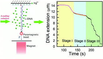 Graphical abstract: Multistage dynamics of Hg2+–DNA interactions: a single-molecule study