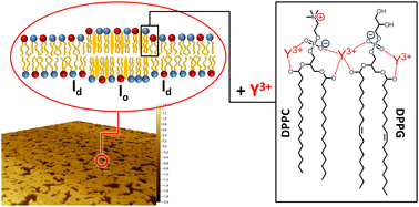 Graphical abstract: Impact of Y3+-ions on the structure and phase behavior of phospholipid model membranes