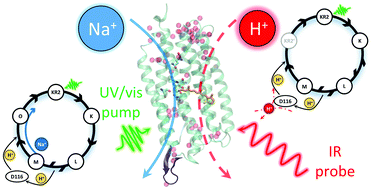 Graphical abstract: Time-resolved IR spectroscopy reveals mechanistic details of ion transport in the sodium pump Krokinobacter eikastus rhodopsin 2