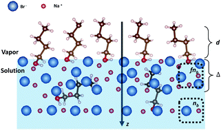 Graphical abstract: The opposing effect of butanol and butyric acid on the abundance of bromide and iodide at the aqueous solution–air interface