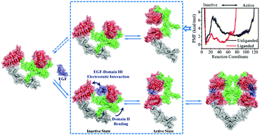 Graphical abstract: Ligand binding effects on the activation of the EGFR extracellular domain