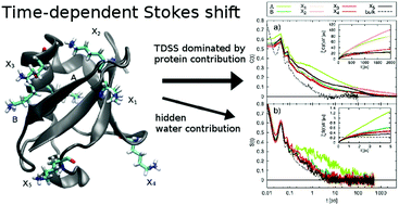 Graphical abstract: Fundamental limitations of the time-dependent Stokes shift for investigating protein hydration dynamics