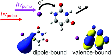 Graphical abstract: Time-resolved radiation chemistry: femtosecond photoelectron spectroscopy of electron attachment and photodissociation dynamics in iodide–nucleobase clusters