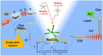 Graphical abstract: The study of rhenium pentacarbonyl complexes using single-atom chemistry in the gas phase