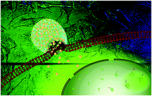 Graphical abstract: Protein delivery into cells using inorganic nanoparticle–protein supramolecular assemblies