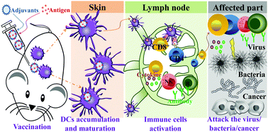 Graphical abstract: Tailoring inorganic nanoadjuvants towards next-generation vaccines