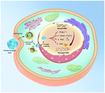 Graphical abstract: Cancer cell nucleus-targeting nanocomposites for advanced tumor therapeutics