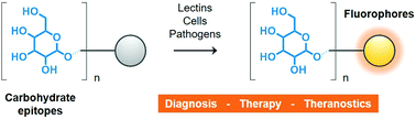 Graphical abstract: Fluorescent glycoconjugates and their applications