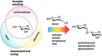 Graphical abstract: Acceptor reactivity in glycosylation reactions