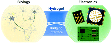 Graphical abstract: Hydrogel bioelectronics
