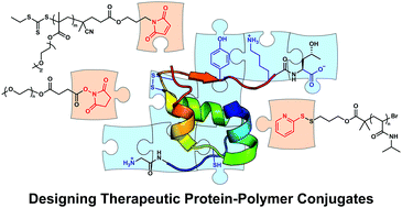 Graphical abstract: A guide to maximizing the therapeutic potential of protein–polymer conjugates by rational design
