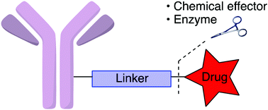 Graphical abstract: Cleavable linkers in antibody–drug conjugates