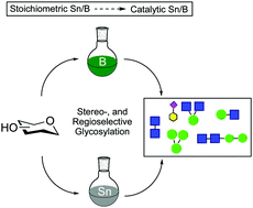 Graphical abstract: Stereo- and regioselective glycosylation with protection-less sugar derivatives: an alluring strategy to access glycans and natural products
