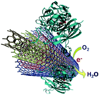 Graphical abstract: Improved stability of multicopper oxidase–carbon nanotube conjugates using a thermophilic laccase