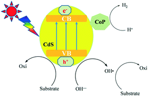 Graphical abstract: Photocatalytic oxidation of arylalcohols to aromatic aldehydes promoted by hydroxyl radicals over a CoP/CdS photocatalyst in water with hydrogen evolution