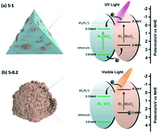 Graphical abstract: An anion exchange strategy for construction of a novel Bi2SiO5/Bi2MoO6 heterostructure with enhanced photocatalytic performance