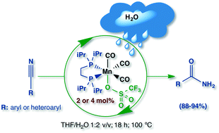 Graphical abstract: Mn(i) organometallics containing the iPr2P(CH2)2PiPr2 ligand for the catalytic hydration of aromatic nitriles