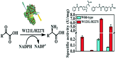 Graphical abstract: Structure-guided engineering of meso-diaminopimelate dehydrogenase for enantioselective reductive amination of sterically bulky 2-keto acids