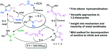 Graphical abstract: Intramolecular alkene hydroamination and degradation of amidines: divergent behavior of rare earth metal amidinate intermediates