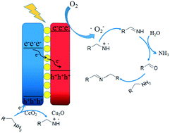 Graphical abstract: Hydrogenated Cu2O\Au@CeO2 Z-scheme catalyst for photocatalytic oxidation of amines to imines