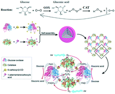 Graphical abstract: Glucose oxidation performance is improved by the use of a supramolecular self-assembly of glucose oxidase and catalase