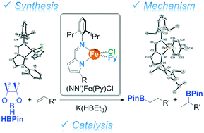 Graphical abstract: Hydroboration of terminal olefins with pinacolborane catalyzed by new 2-iminopyrrolyl iron(ii) complexes