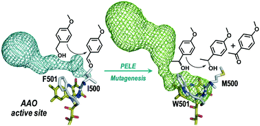 Graphical abstract: Switching the substrate preference of fungal aryl-alcohol oxidase: towards stereoselective oxidation of secondary benzyl alcohols