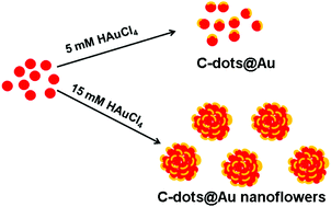 Graphical abstract: Facile preparation of carbon-dot-supported nanoflowers for efficient photothermal therapy of cancer cells