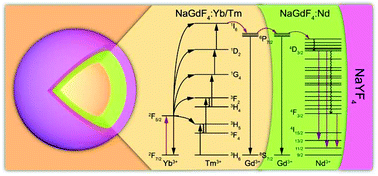 Graphical abstract: Yb3+-sensitized upconversion and downshifting luminescence in Nd3+ ions through energy migration