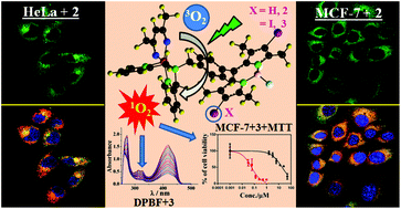 Graphical abstract: Mitochondria-localizing BODIPY–copper(ii) conjugates for cellular imaging and photo-activated cytotoxicity forming singlet oxygen