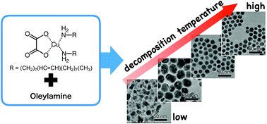 Graphical abstract: Solvent-free synthesis of monodisperse Cu nanoparticles by thermal decomposition of an oleylamine-coordinated Cu oxalate complex