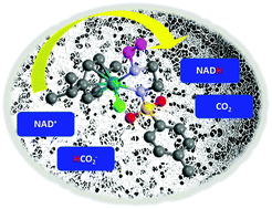 Graphical abstract: Effect of sulfonamidoethylenediamine substituents in RuII arene anticancer catalysts on transfer hydrogenation of coenzyme NAD+ by formate